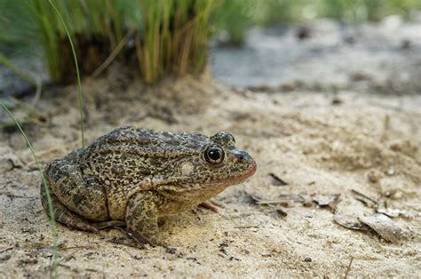 Gopher Frog (rana Capito Photograph by Pete Oxford - Pixels