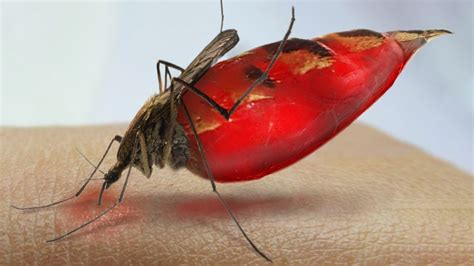 What Happens to Your Blood Inside a Mosquito? - YouTube