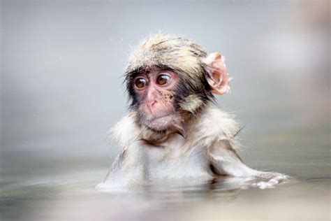 Snow Monkeys & Their Hot Spring: Why They Love It - SNOW MONKEY RESORTS