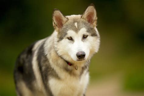 Alaskan Malamute Colors • helloBARK!