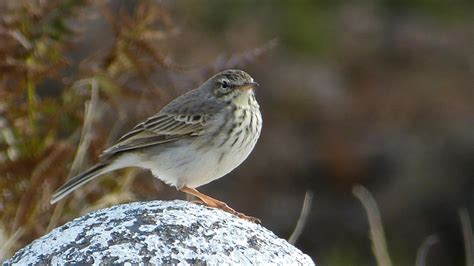 Meadow Pipit | MarkEisingBirding