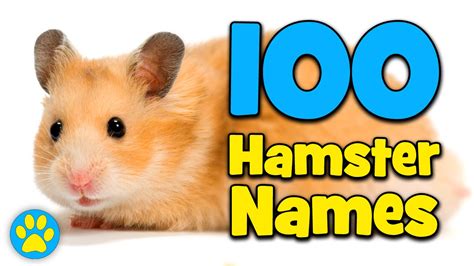 100 Hamster Name Ideas! - YouTube