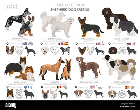 Herding Dogs Hi-res Stock Photography And Images Alamy, 41% OFF