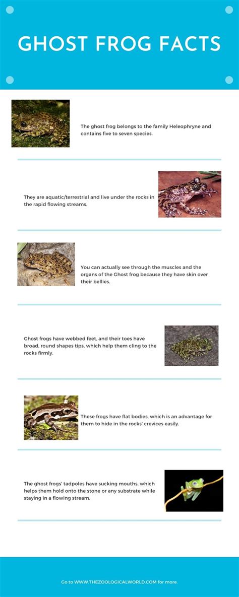 Best 10 Ghost frogs fact, adaptations, characteristics - Zoological World