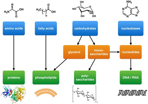 How Do Macromolecules Form? — Overview & Process - Expii