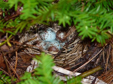 Rose-breasted Grosbeak | Nest and eggs. Philina English | Flickr