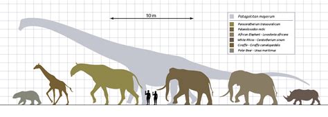 Image result for white rhino size comparison | Prehistoric animals ...