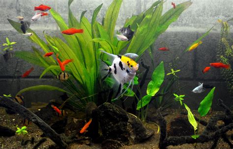 [PARTNER] Ornamental Fish Farms: Aquaculture’s Next Big Trend ...