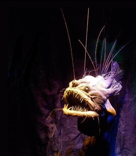 Meet the anglerfish: the most famous 'deep sea monster'