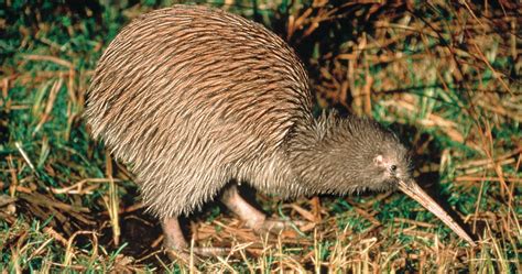 Five surprising kiwi facts | 100% Pure New Zealand