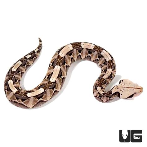 Baby West African Gaboon Viper - Underground Reptiles