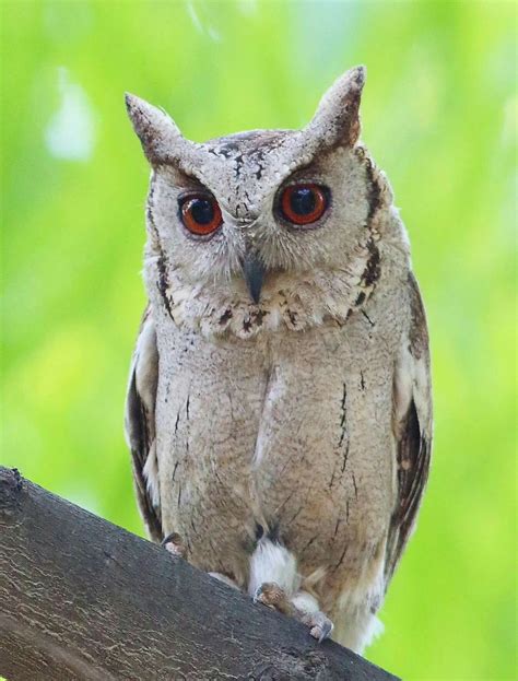 Indian scops owl Lucknow,India Lucknow, Art Of Living, Owls, Wildlife ...