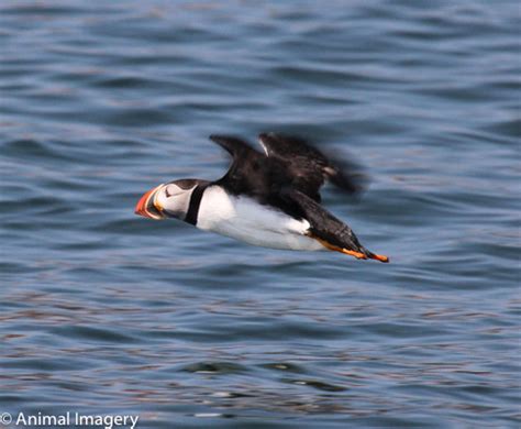 Puffin flying | Animal Imagery