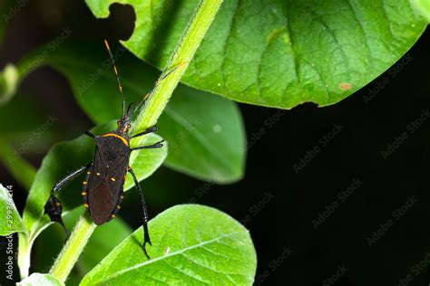 Assassin bugs ,Orange and black (Rhinocoris annulatus)on green leavesIn ...