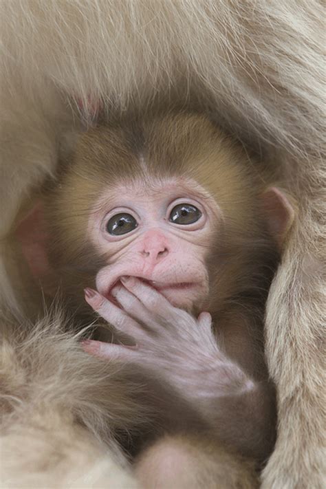 50 Adorable Baby Monkey Pictures That You Must See - Tail and Fur