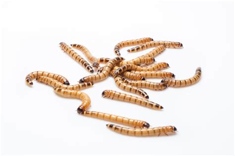 How to Care for Superworms – Hornworms.com