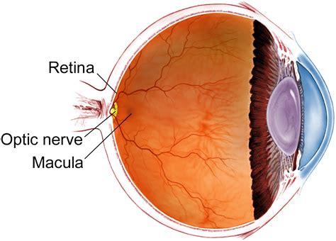 What is a Retina Specialist? - The American Society of Retina ...