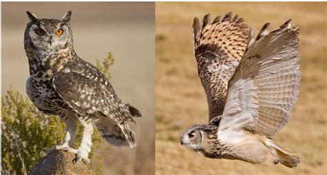 11 Species of Owls Found in Kenya! (2024) - Bird Watching HQ