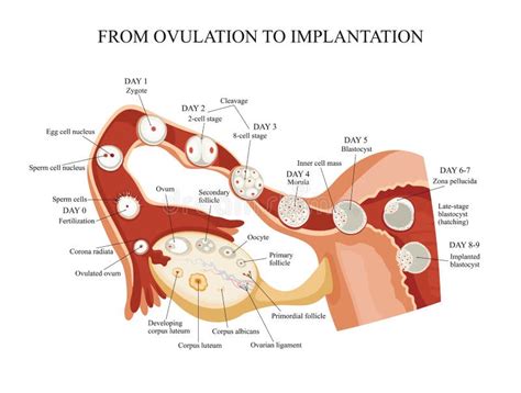 Ovulazione, Fecondazione, Impianto Di Blastocyst Nel Uter Illustrazione ...