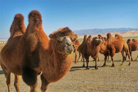 Gobi Desert & Central Mongolia Tour with Danista Nomads 8 Day Trip ...