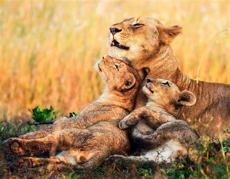 Picture Lions Lioness Cubs Cute Three 3 Animals sweet pretty lovely ...