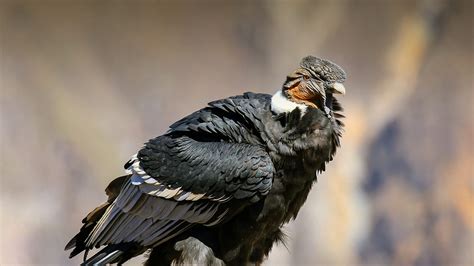 Andean Condor Facts, Range, Habitat, Adaptations, Pictures