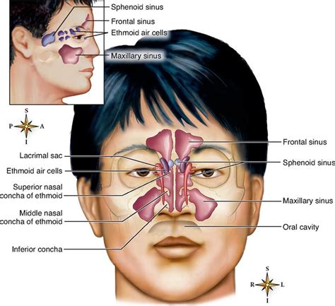 Anatomy of the Respiratory System | Basicmedical Key