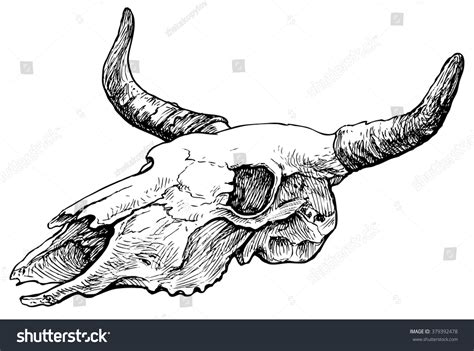 Cow Skull Hand Drawn Vector Illustration Stock Vector 379392478 ...