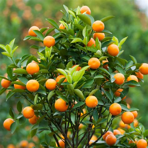 Do Satsuma Trees Have Thorns?