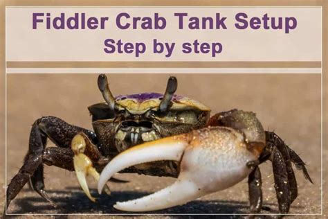 How to Set up a Fiddler Crab Tank - Shrimp and Snail Breeder