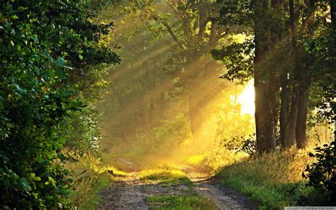 Sunny Forest Wallpapers - Top Free Sunny Forest Backgrounds ...