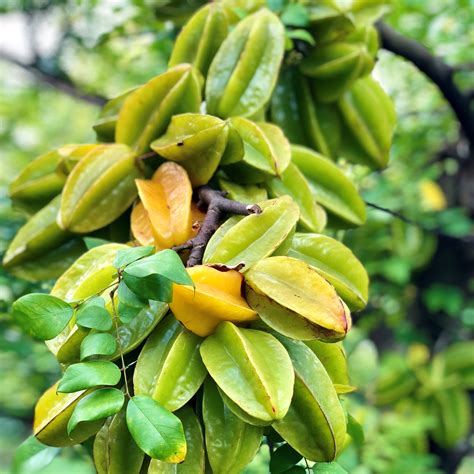 Carambola fruit: Benefits and risks - The New Times