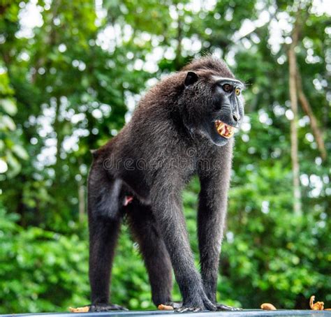 Celebes Macaque Teeth Stock Photos - Free & Royalty-Free Stock Photos ...