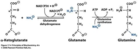 STUDY CASE: DETOXIFICATION OF AMMONIA - PRINCIPLES IN BIOCHEMISTRY