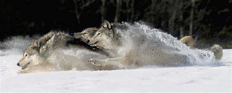 Pack Of Grey Wolves Running Through Photograph by John Hyde - Pixels