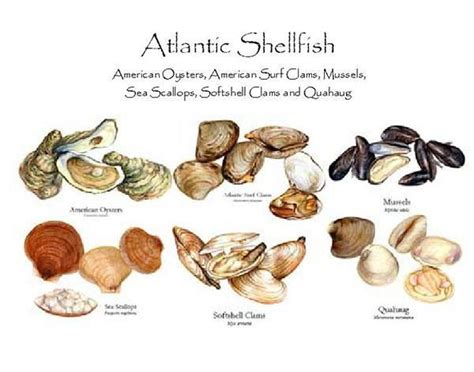 Atlantic Shellfish | Pacific fish, Shellfish, Clams