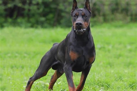 Doberman Pinscher Police Dog