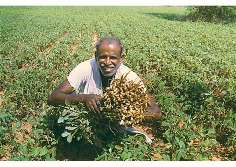 Food Crops Of India Map