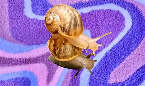 Pet Snail Care Guide - Etsy