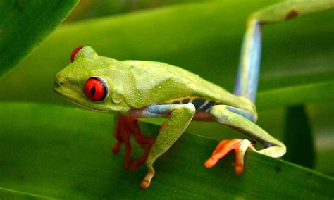 Free Images : leaf, cute, wildlife, green, jungle, tropical, amphibian ...