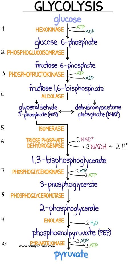 Glycolysis Flow Chart Introduction Pathway Diagram & Summary - StudyPK