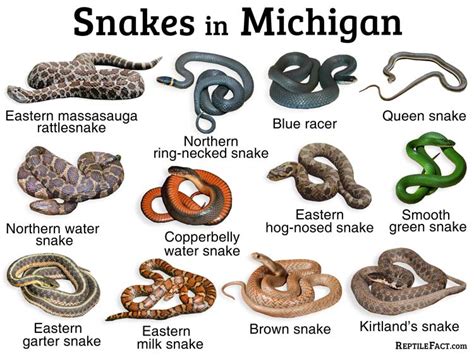 List of Common Types of Snakes Found in Michigan