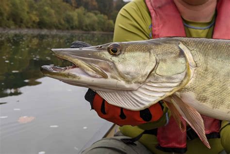 Muskellunge (Muskie) Pictures - AZ Animals