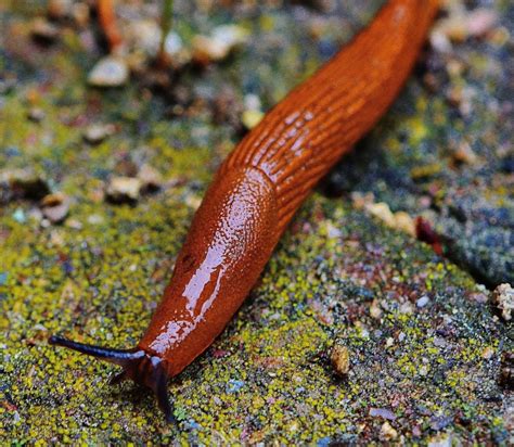 How to Care for a Pet Garden Slug - PetHelpful