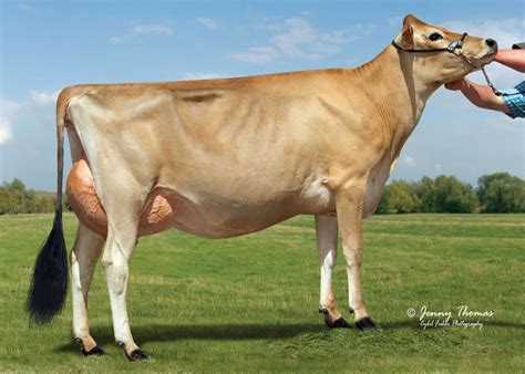 Breeds - Dairy Cows of America