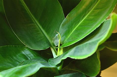 Indoor Banana Tree » Top Growing Tips