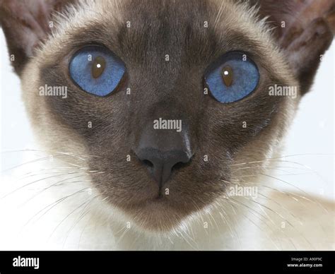 alert Siamese cats eyes Stock Photo - Alamy