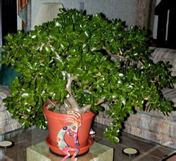 Jade Plant, Crassula ovata – Wisconsin Horticulture