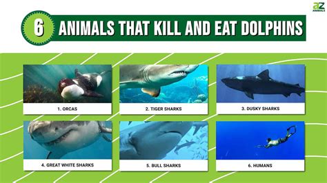 Dolphin Predators: These 6 Animals Kill and Eat Dolphins - A-Z Animals