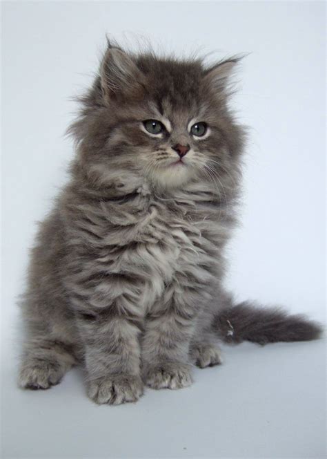 Little fluff ball of fur too cute Kittens And Puppies, Cute Cats And ...